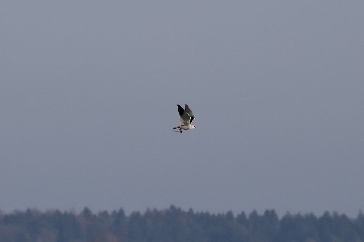 Nibbio bianco (caeruleus) - ML646987269