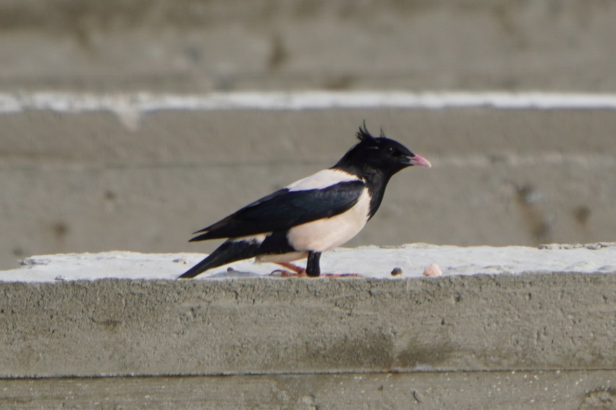 Rosy Starling - ML646987273