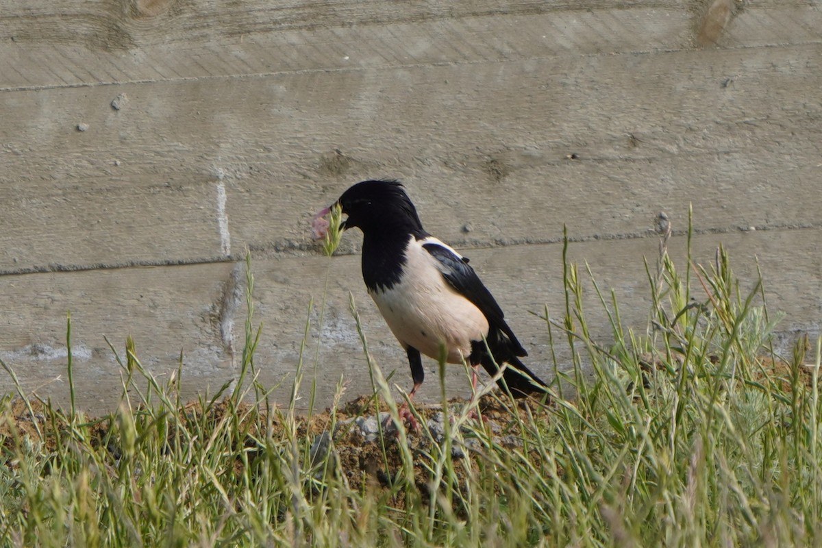Rosy Starling - ML646987274