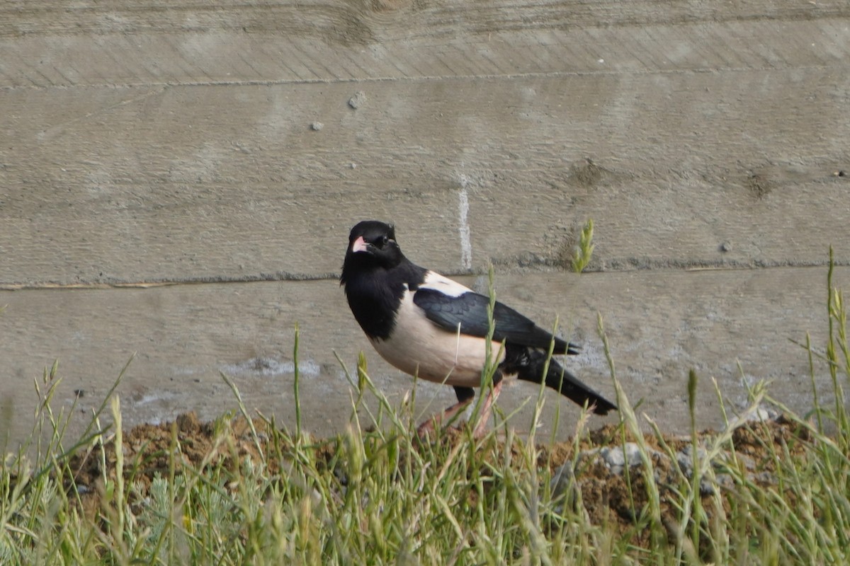 Rosy Starling - ML646987276