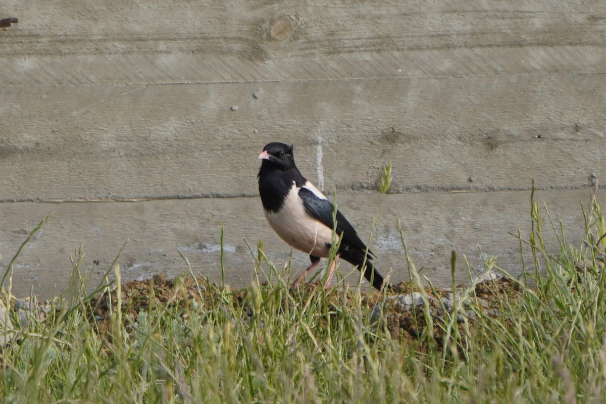 Rosy Starling - ML646987277