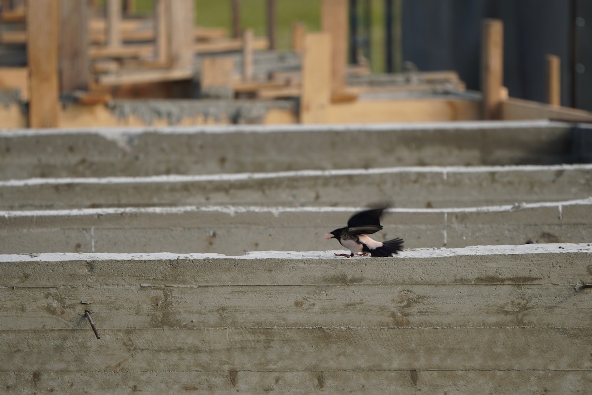 Rosy Starling - ML646987278