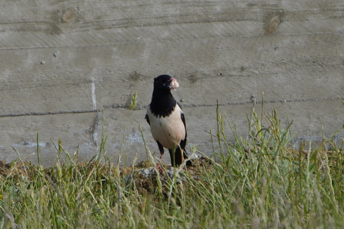 Rosy Starling - ML646987279