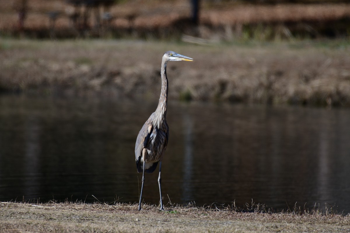 Kanadareiher - ML646987284