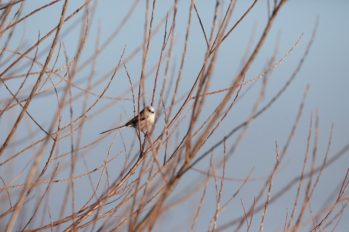 Long-tailed Tit - ML646987286