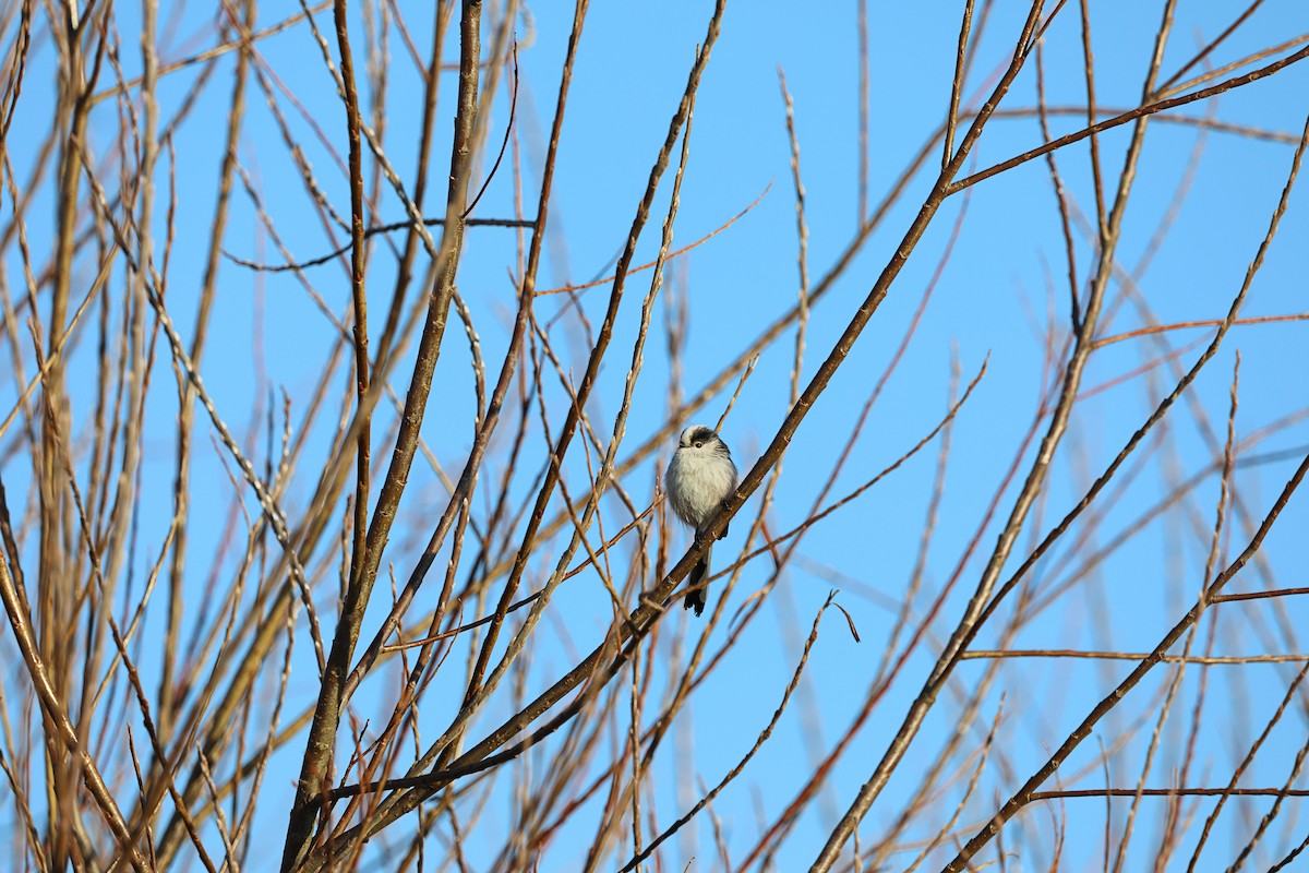 Long-tailed Tit - ML646987287