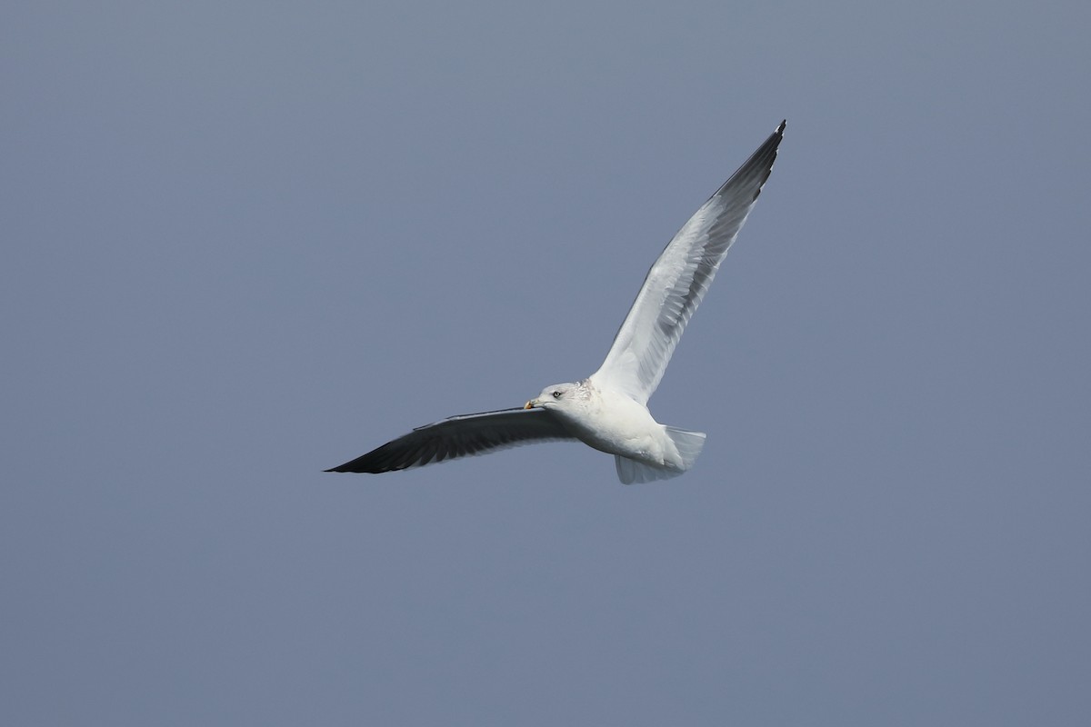 sildemåke - ML646987294