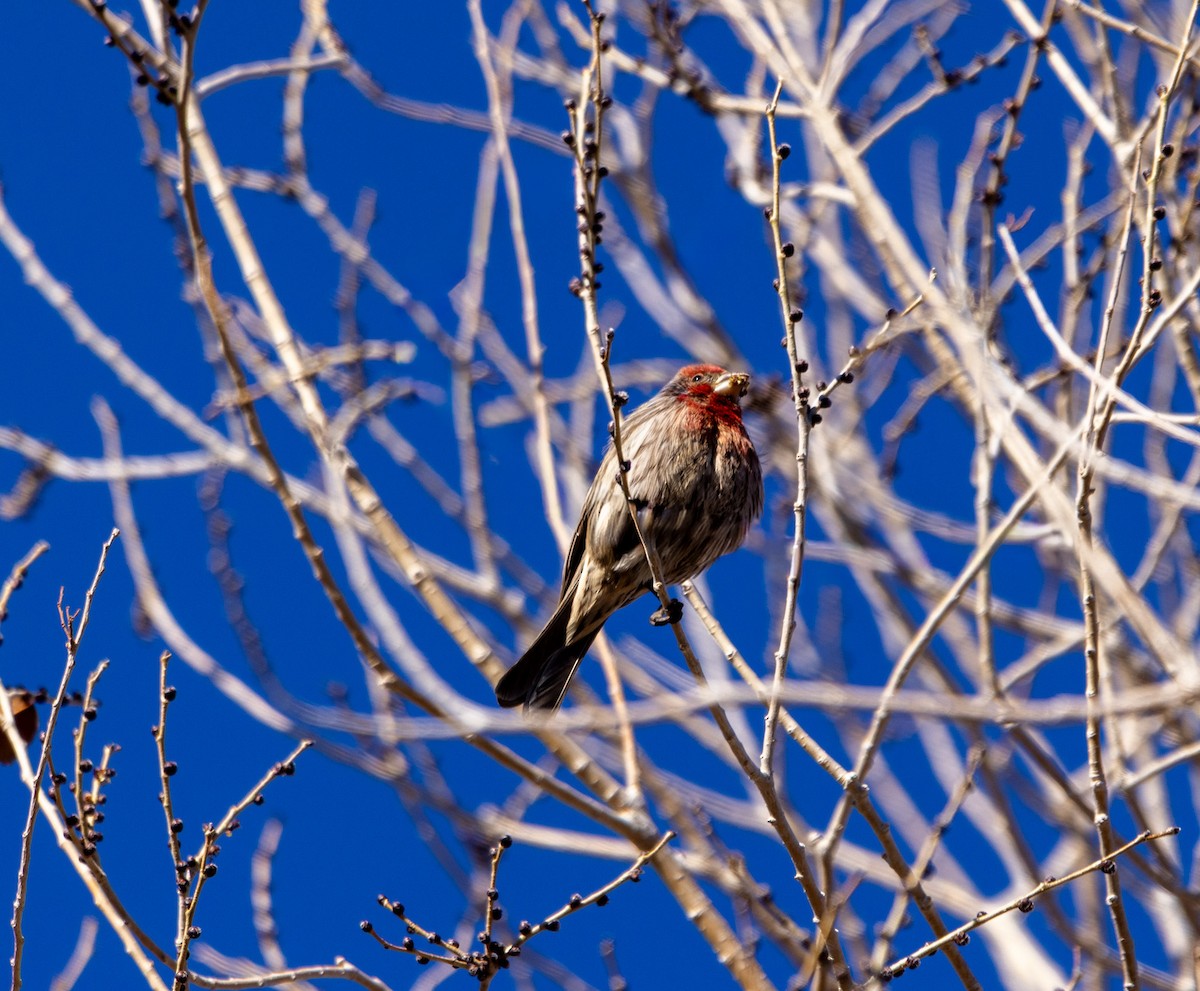 Burugorri arrunta - ML646987304