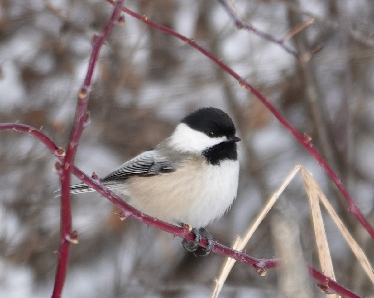 アメリカコガラ - ML646987305