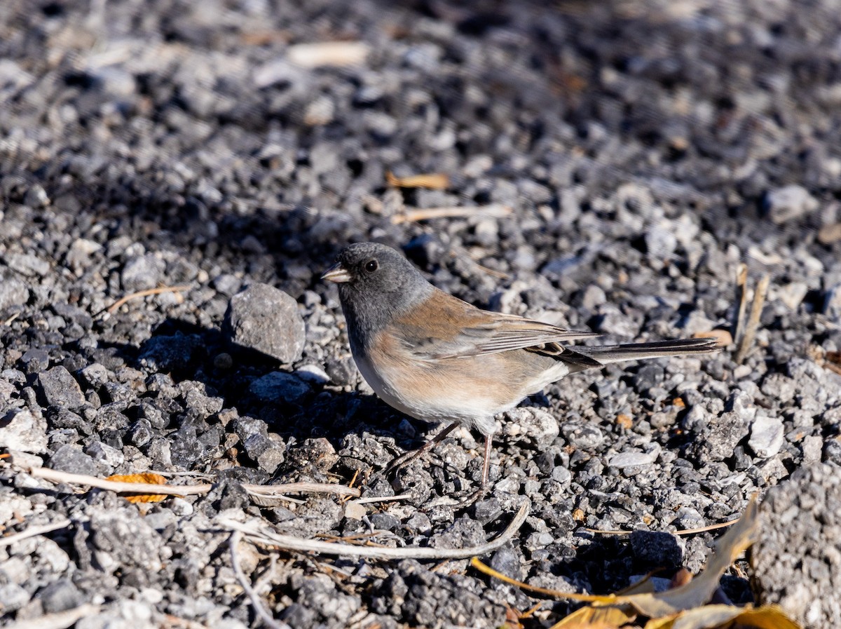 Dark-eyed Junco - ML646987306