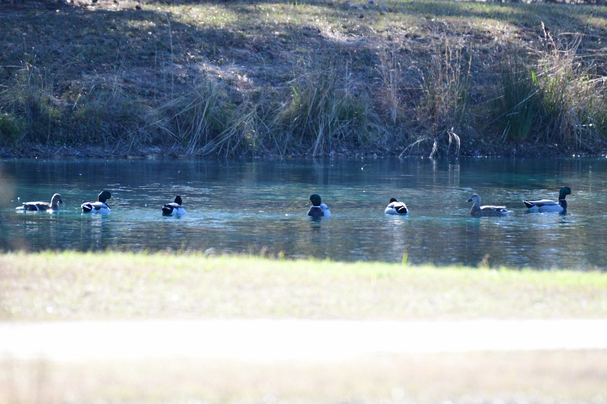 Stockente - ML646987314