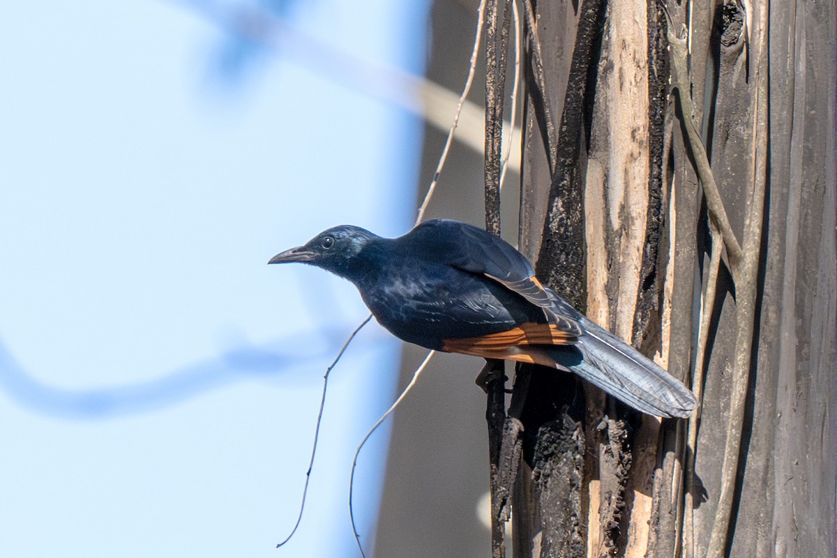 Red-winged Starling - ML646987326