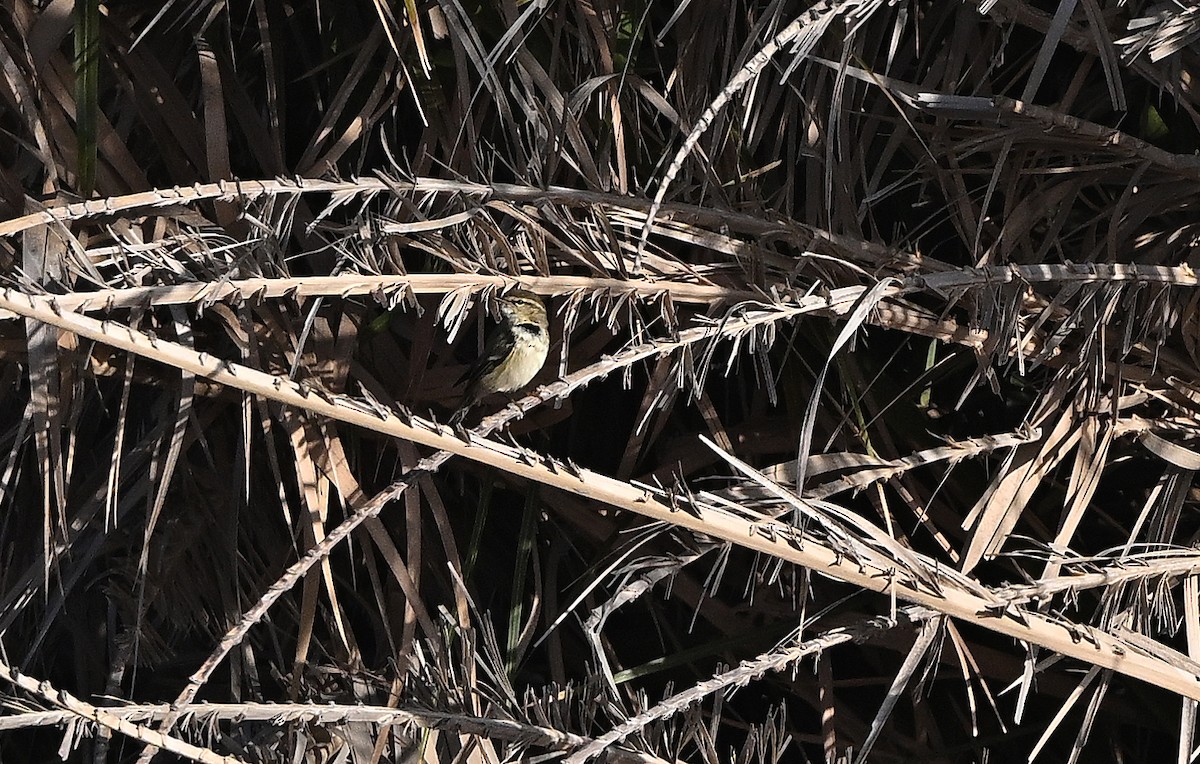 Hume txioa - ML646987328