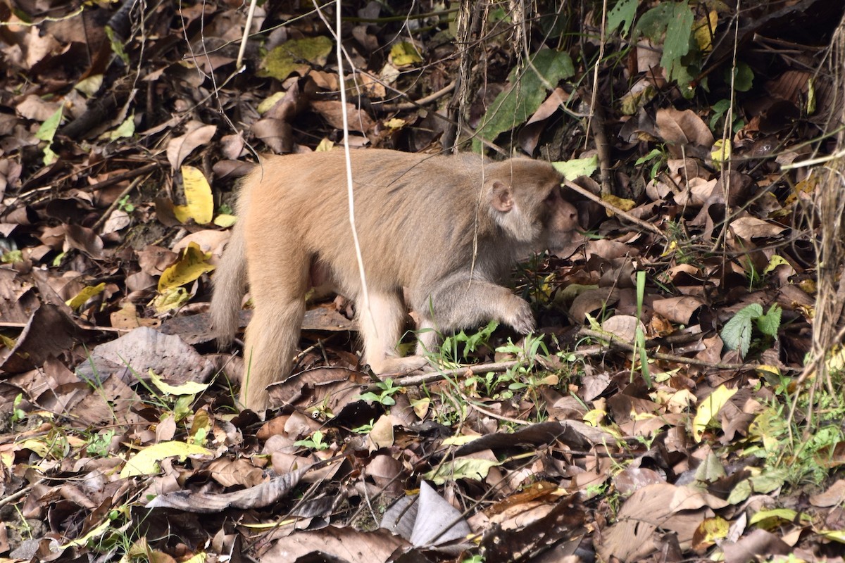 Макак-резус - ML646987341