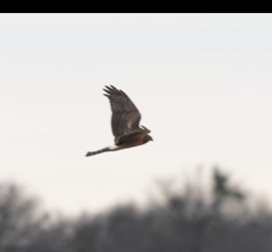 Northern Harrier - ML646987342