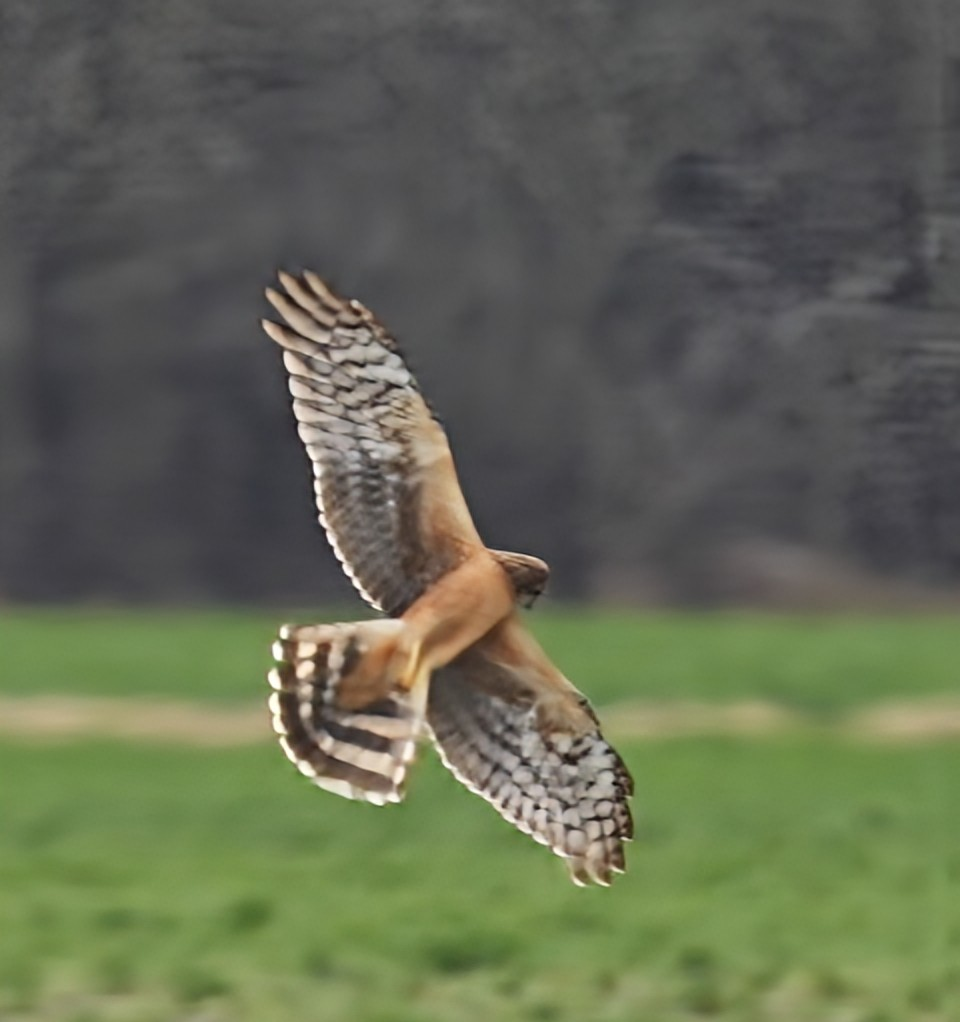 Northern Harrier - ML646987343