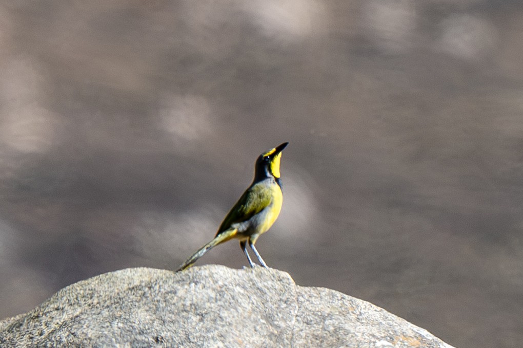 Gonolek bacbakiri - ML646987344