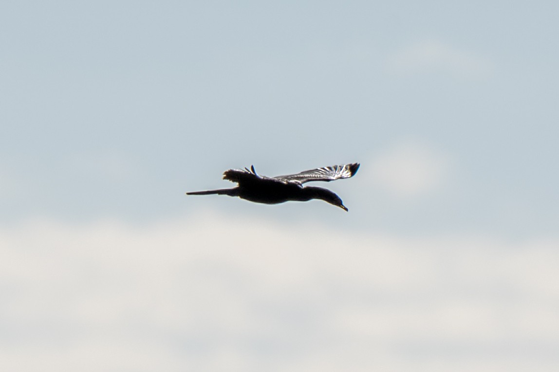 kormorán dlouhoocasý - ML646987355