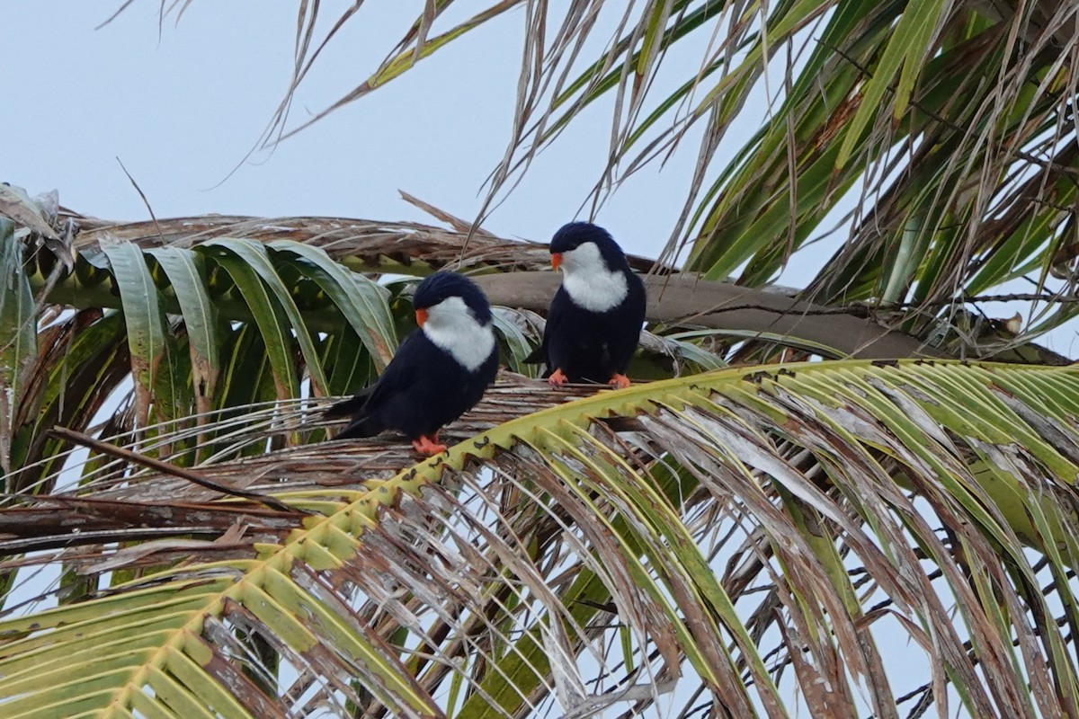 Blue Lorikeet - ML646987357