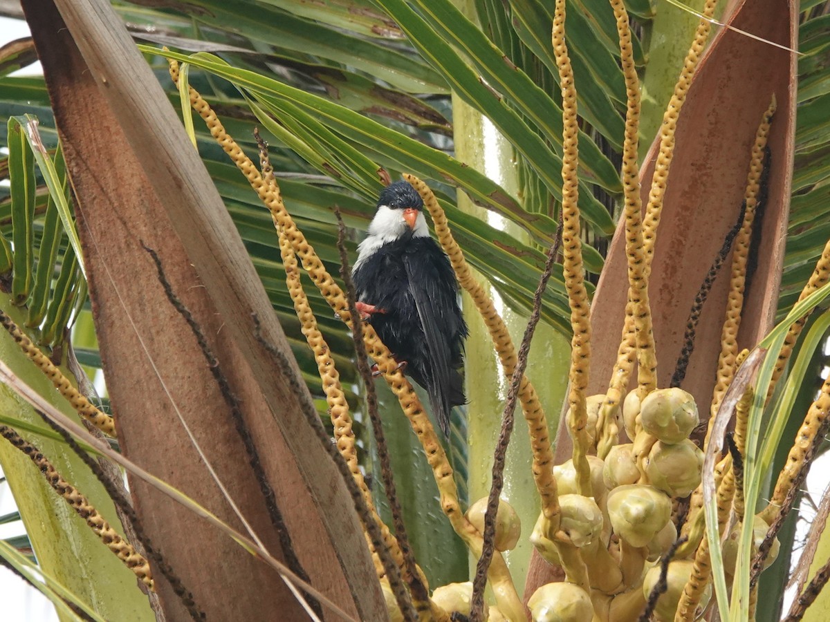 Blue Lorikeet - ML646987358