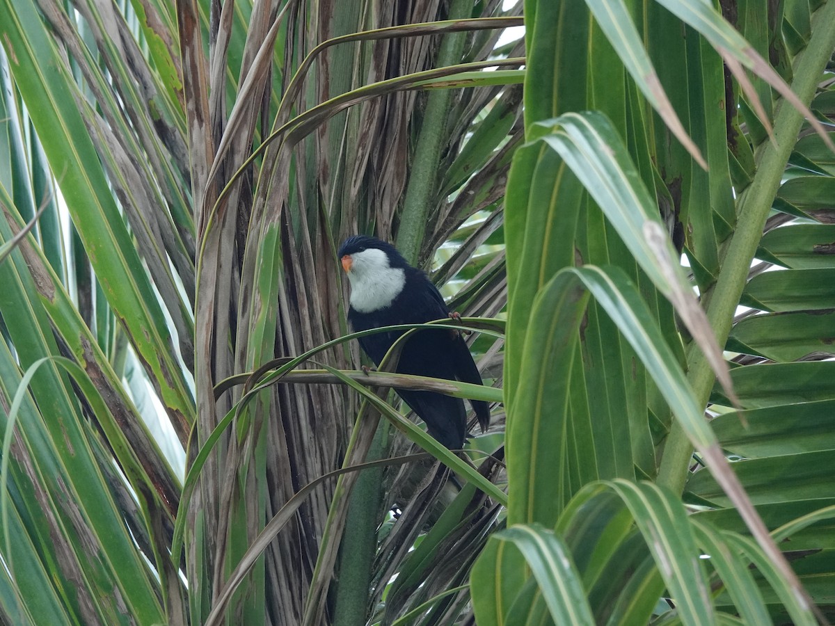 Blue Lorikeet - ML646987359