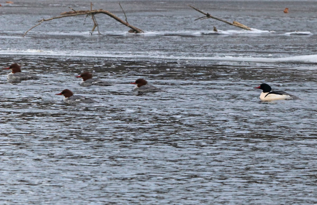 Common Merganser - ML646987364