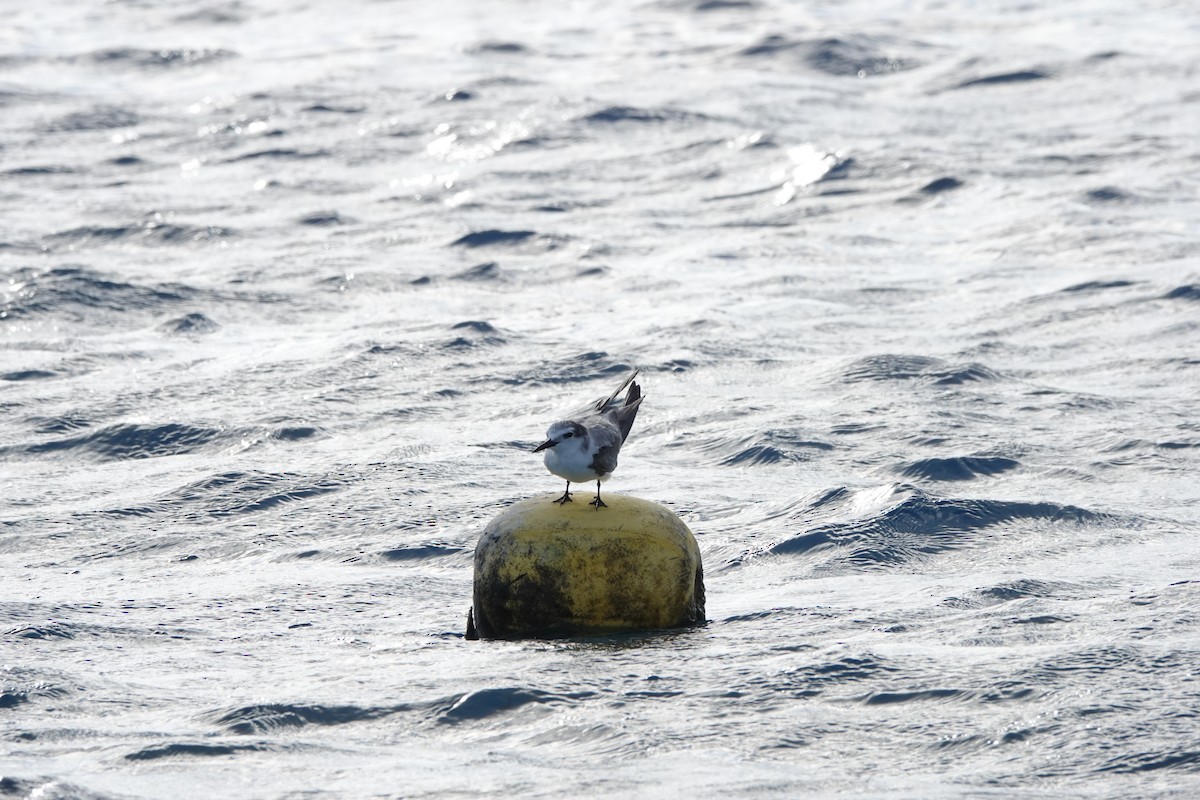 Gray-backed Tern - ML646987367