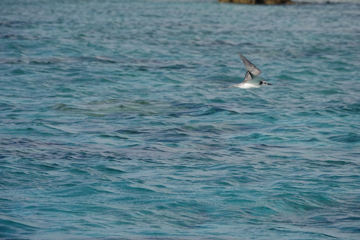 Gray-backed Tern - ML646987369