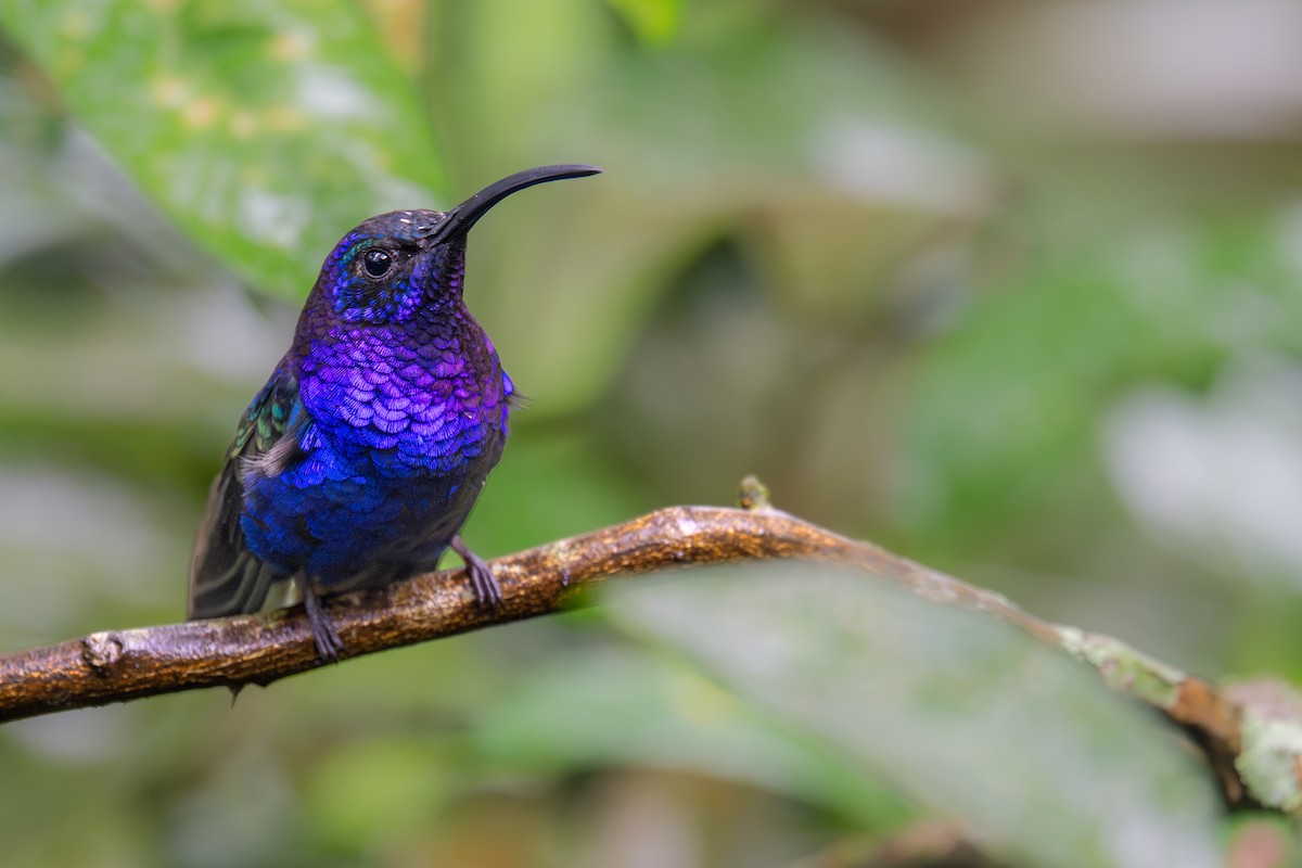 Violet Sabrewing - ML646987370