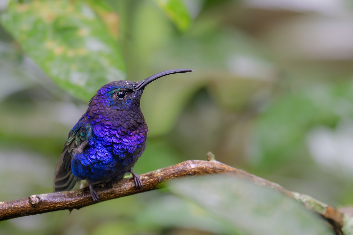 Violet Sabrewing - ML646987371