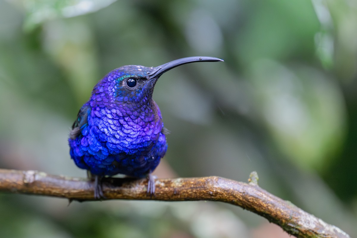 Violet Sabrewing - ML646987372