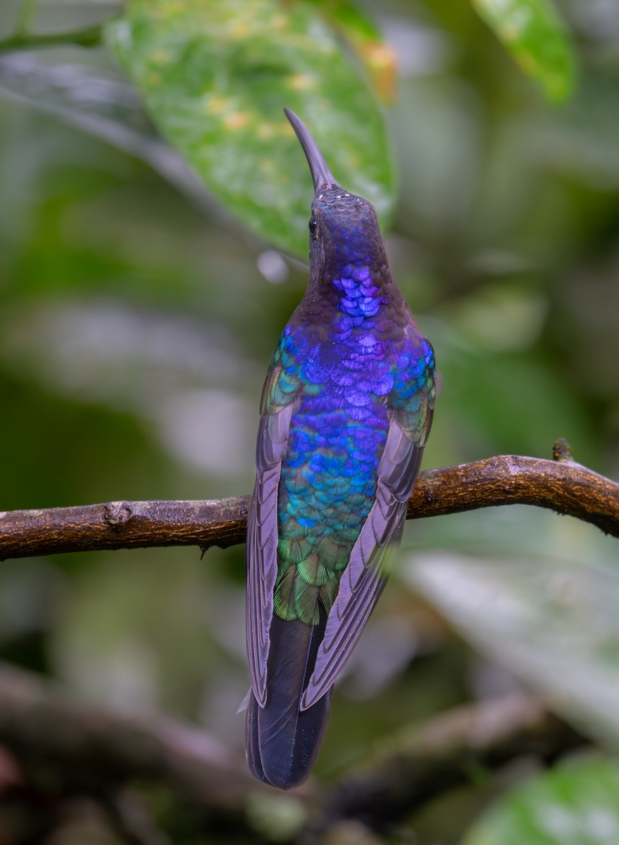 Violet Sabrewing - ML646987373