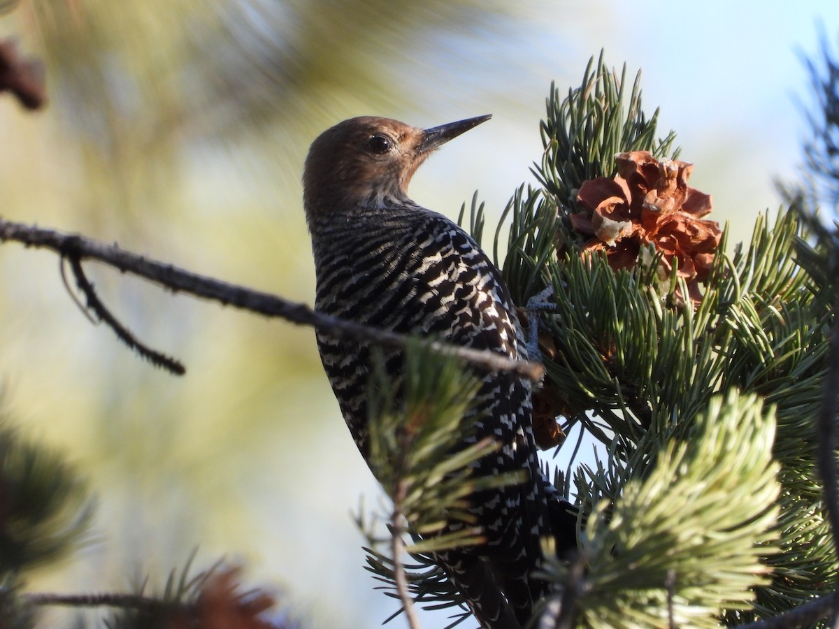 Williamson's Sapsucker - ML646987374