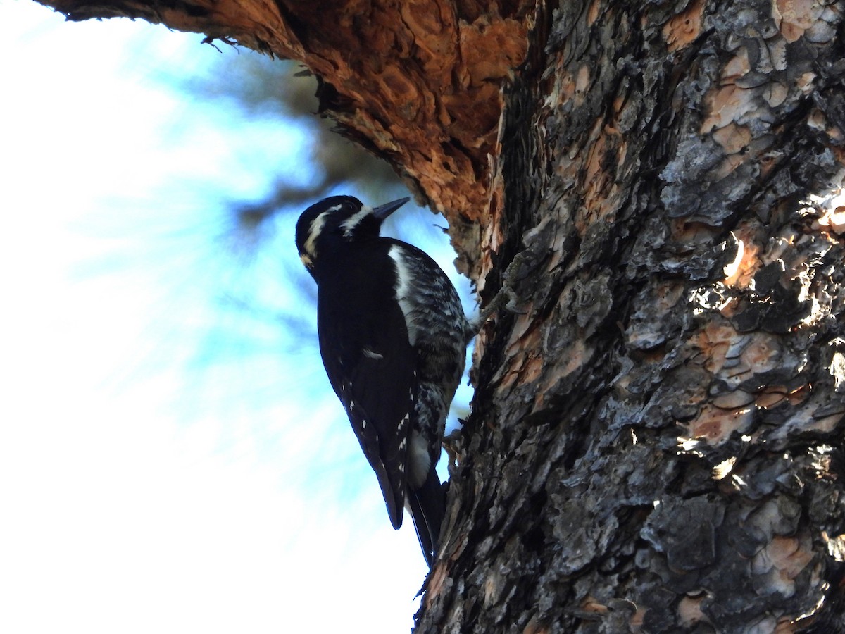 Williamson's Sapsucker - ML646987375