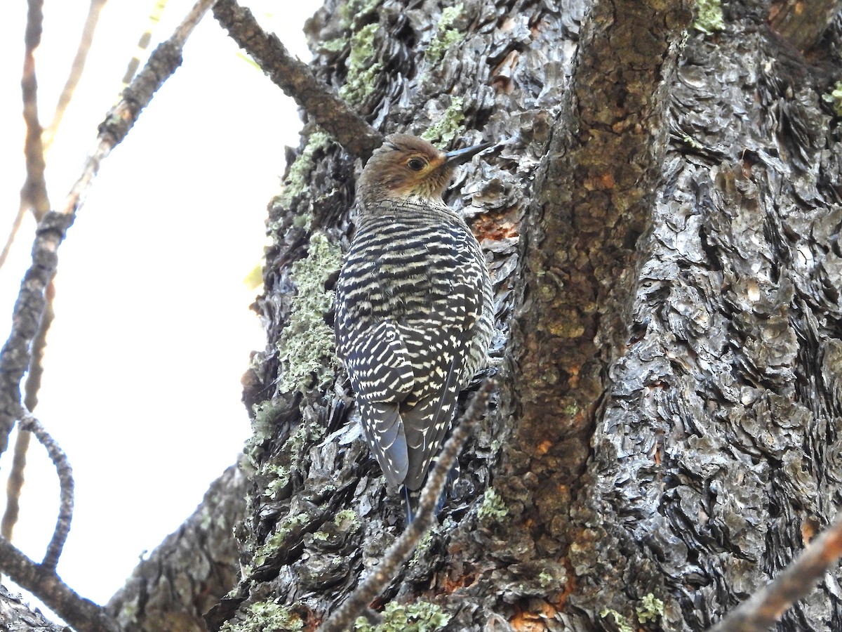 Williamson's Sapsucker - ML646987376