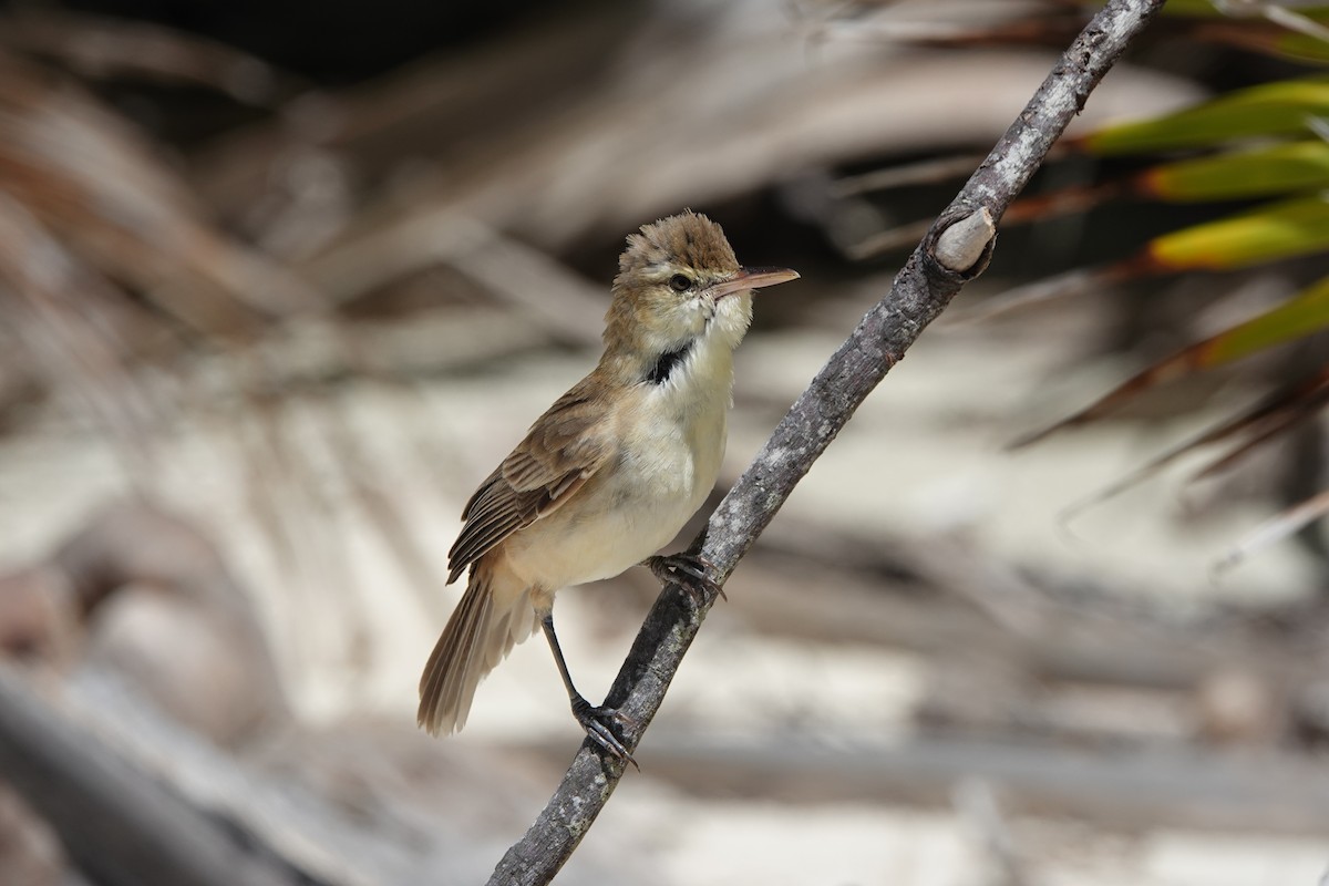 Tuamotu Reed Warbler - ML646987377