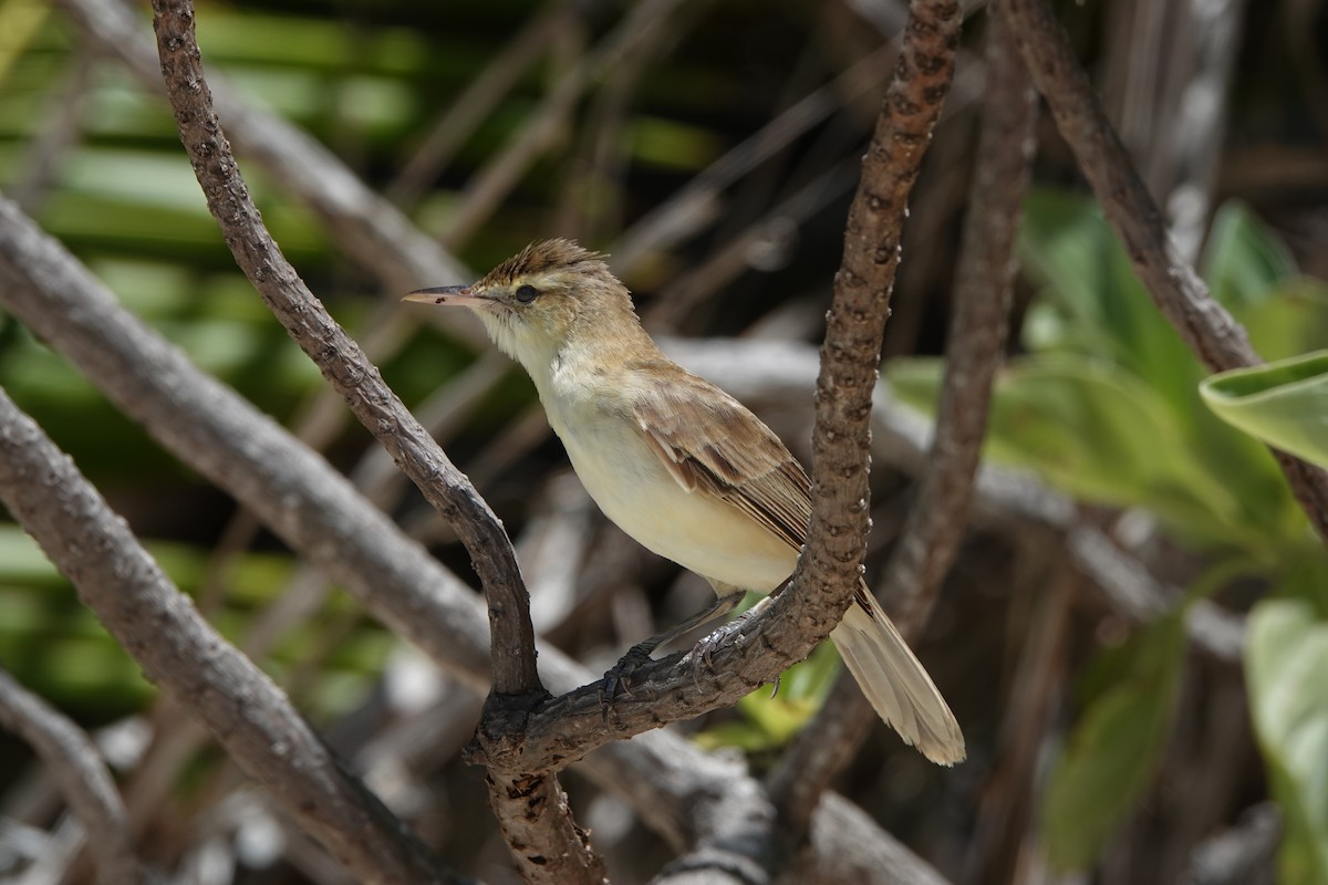 Tuamotu Reed Warbler - ML646987378