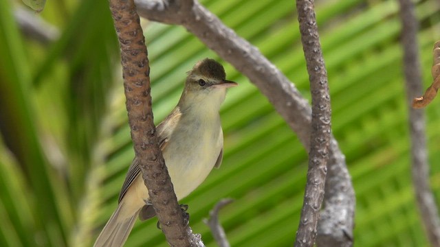 Tuamotu Kamışçını - ML646987380