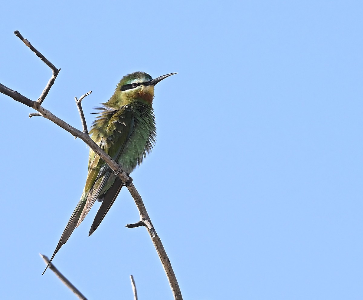 Erle-txori papargorria - ML646987385