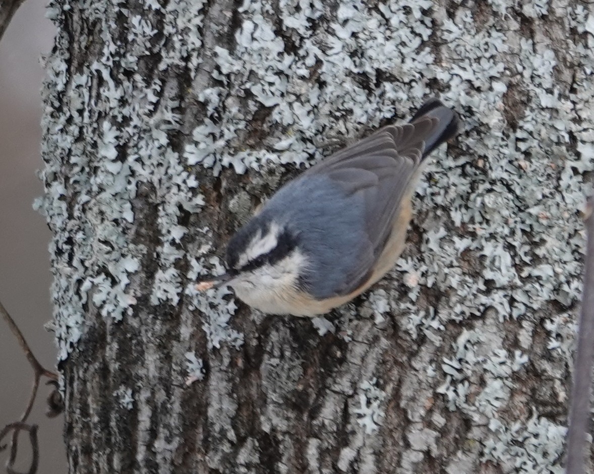 ムネアカゴジュウカラ - ML646987388