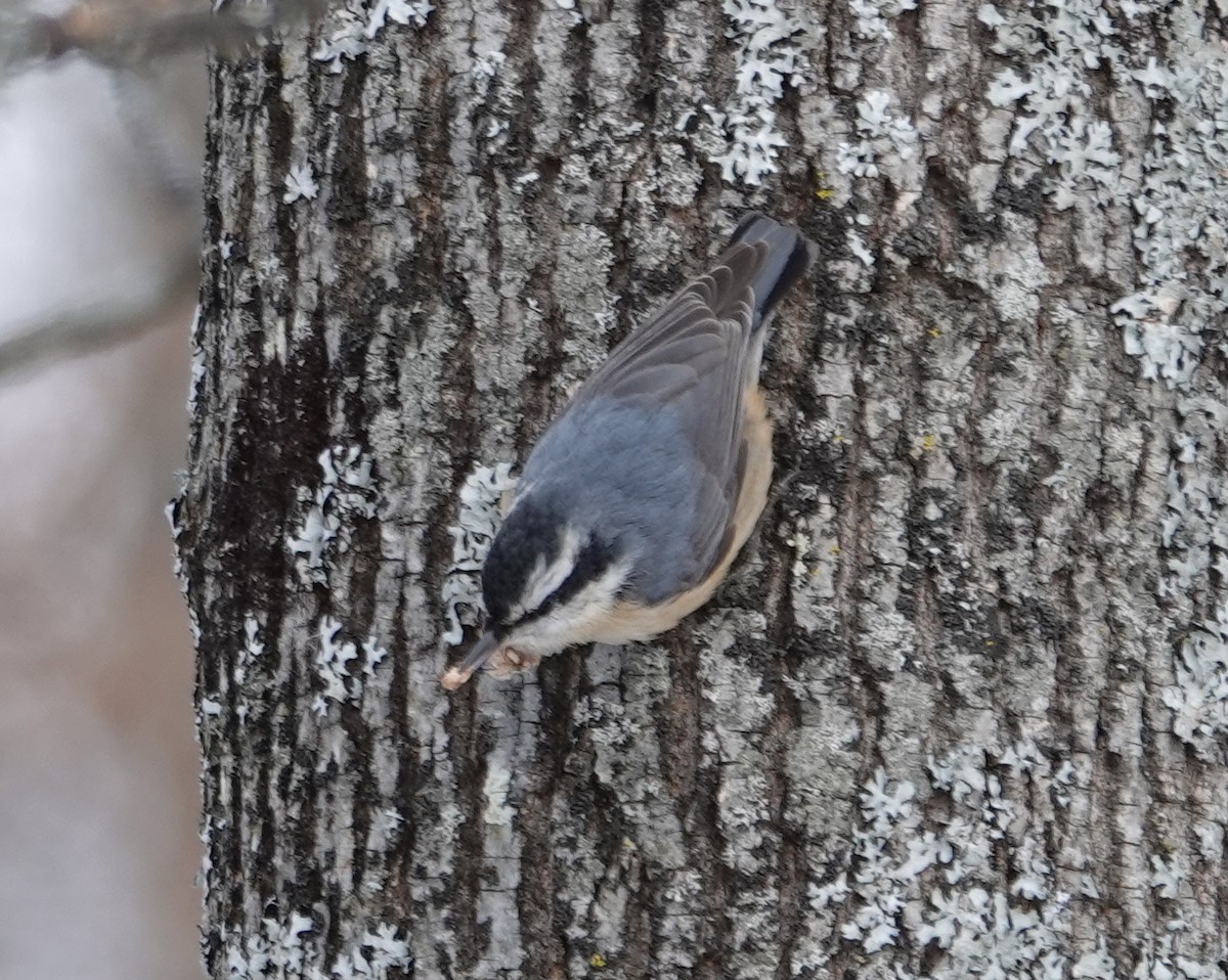 ムネアカゴジュウカラ - ML646987389