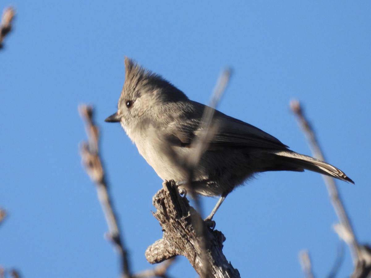 Juniper Titmouse - ML646987392