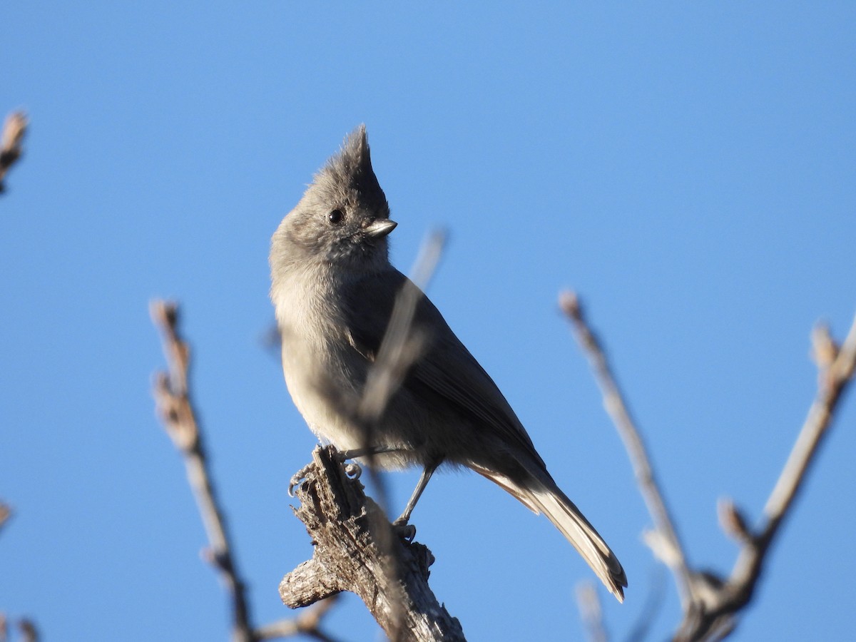 Juniper Titmouse - ML646987393