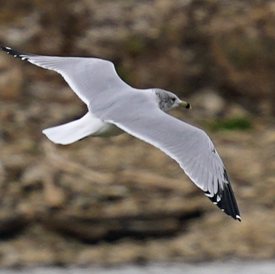 Ring-billed Gull - ML646987395