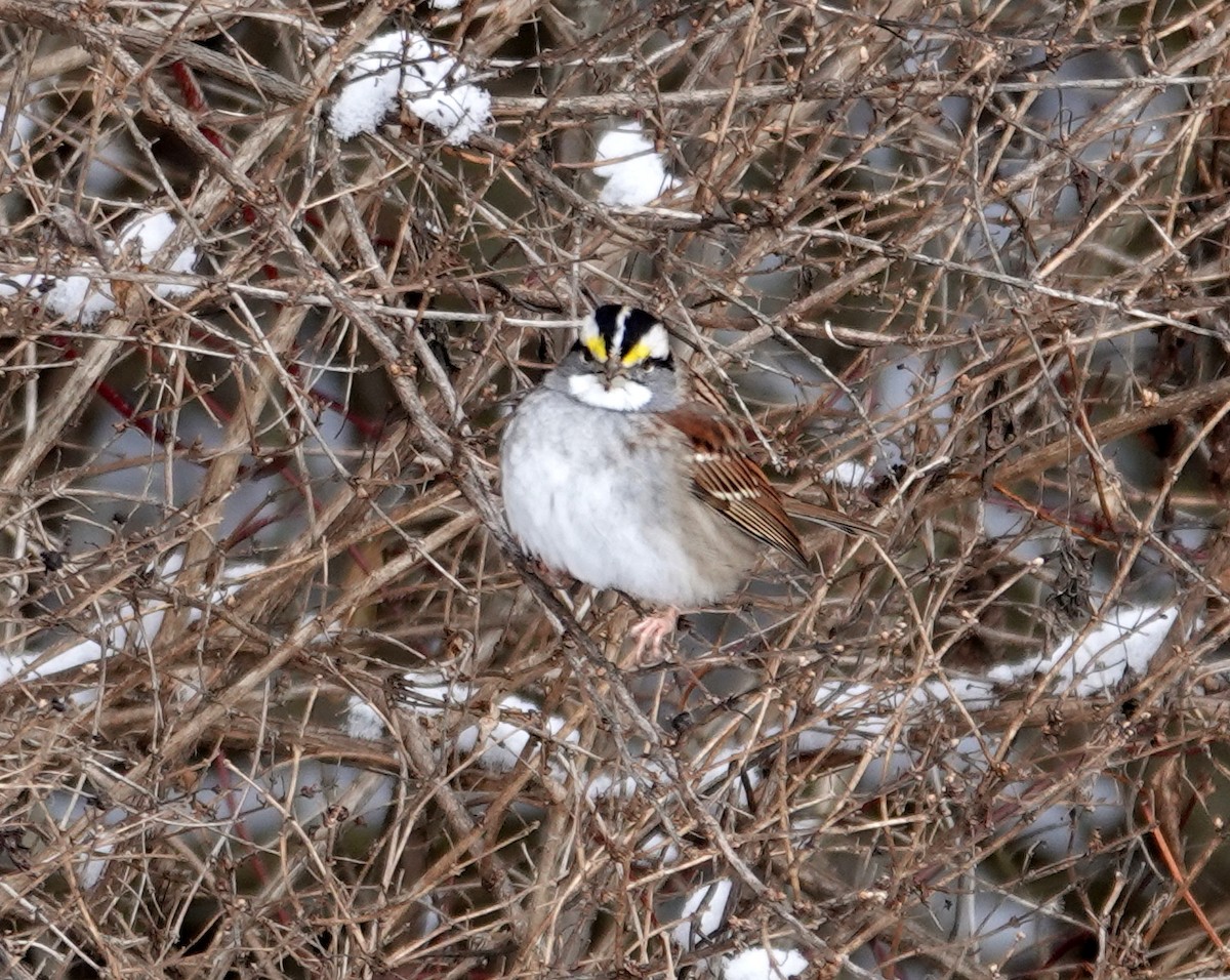 ノドジロシトド - ML646987398