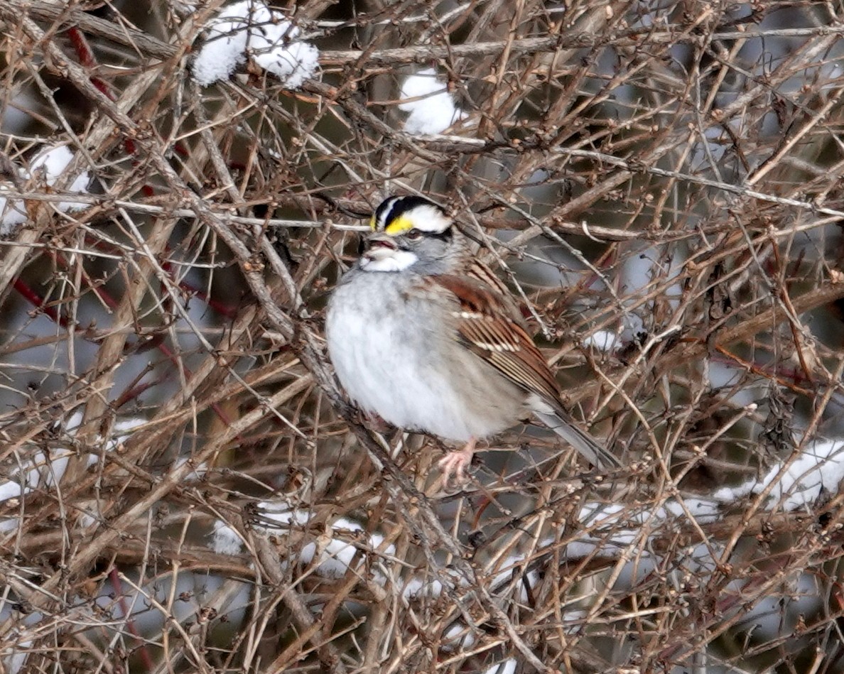 ノドジロシトド - ML646987399