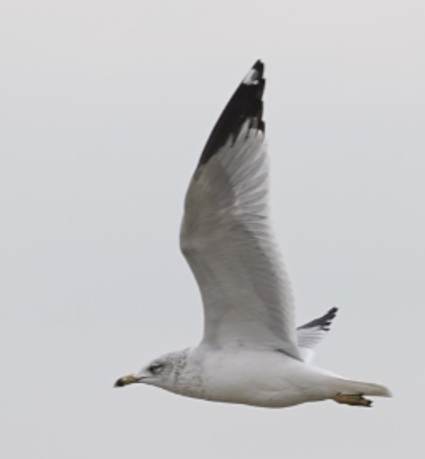 Ring-billed Gull - ML646987405