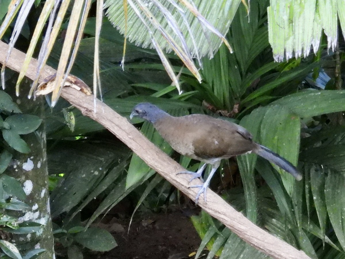 Gray-headed Chachalaca - ML646987411