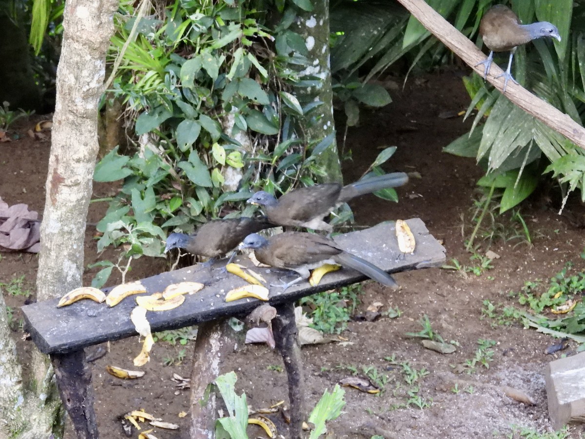 Gray-headed Chachalaca - ML646987412