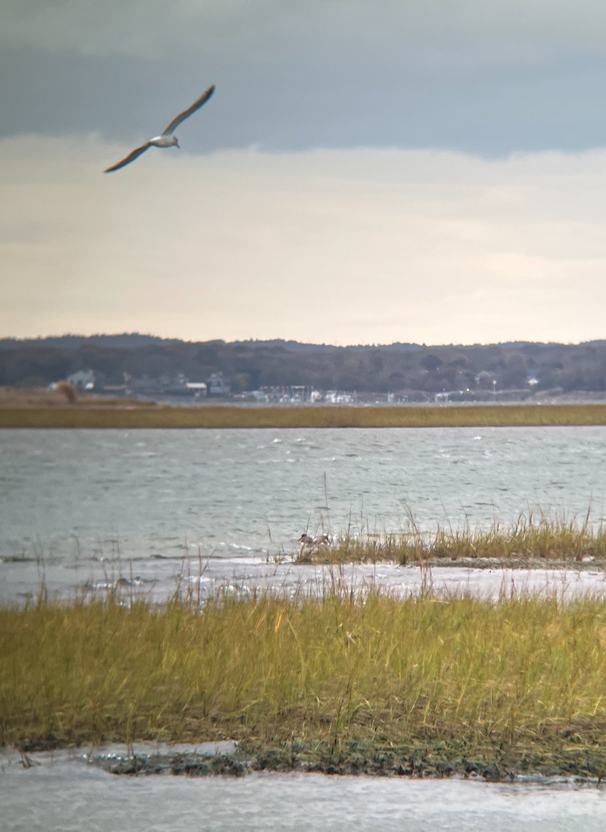 American Oystercatcher - ML646987414